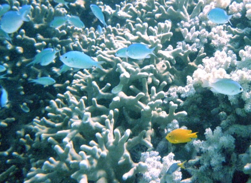 fish_detail.jpg