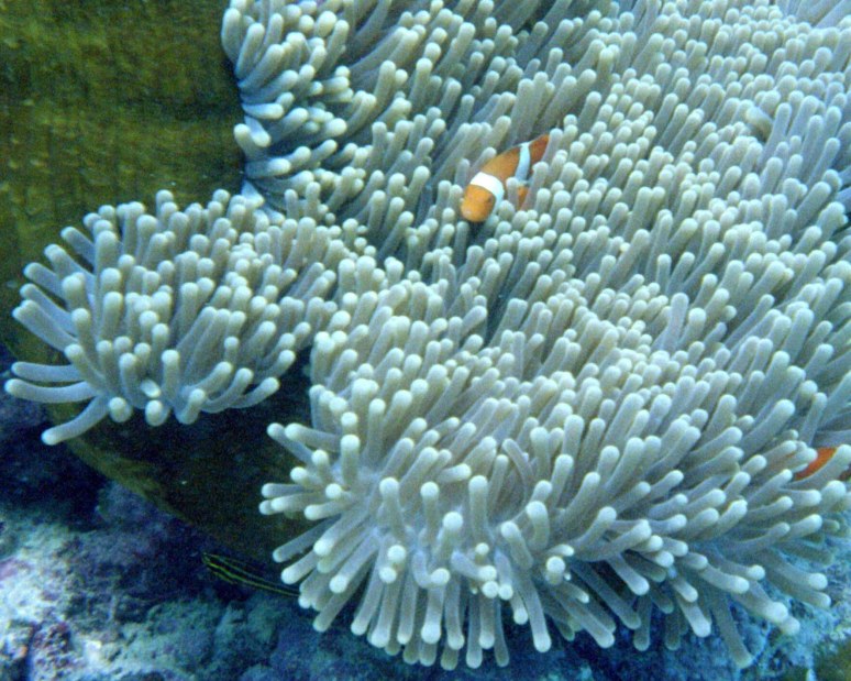 nemo_detail.jpg