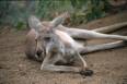 12b_roo_relaxing.jpg