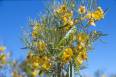 2A_wildflowers1.jpg