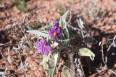 2A_wildflowers2.jpg