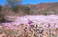 2B_wildflowers2.jpg