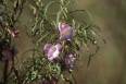 2B_wildflowers4.jpg