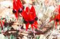 6a_sturt_desert_pea.jpg