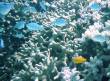 fish_detail.jpg