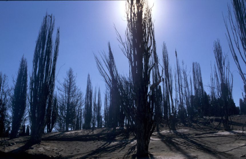 b1_burnt_trees4.jpg