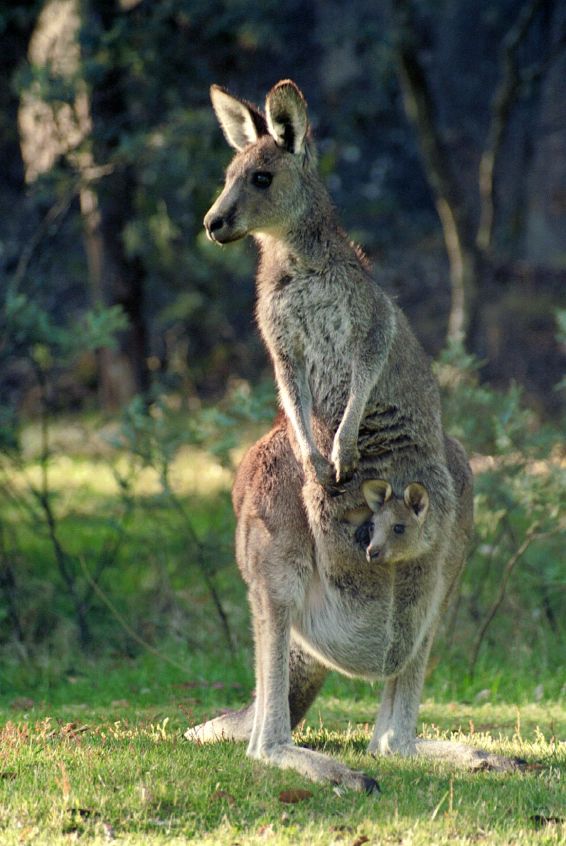 kanguruh3.jpg