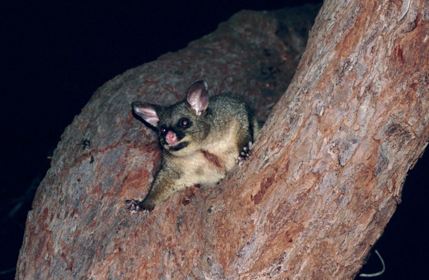possum1.jpg