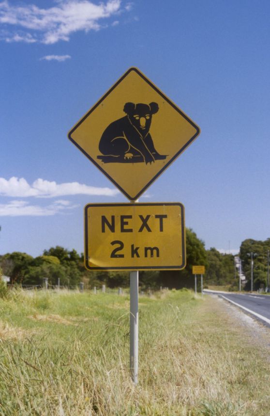 s_koala1.jpg