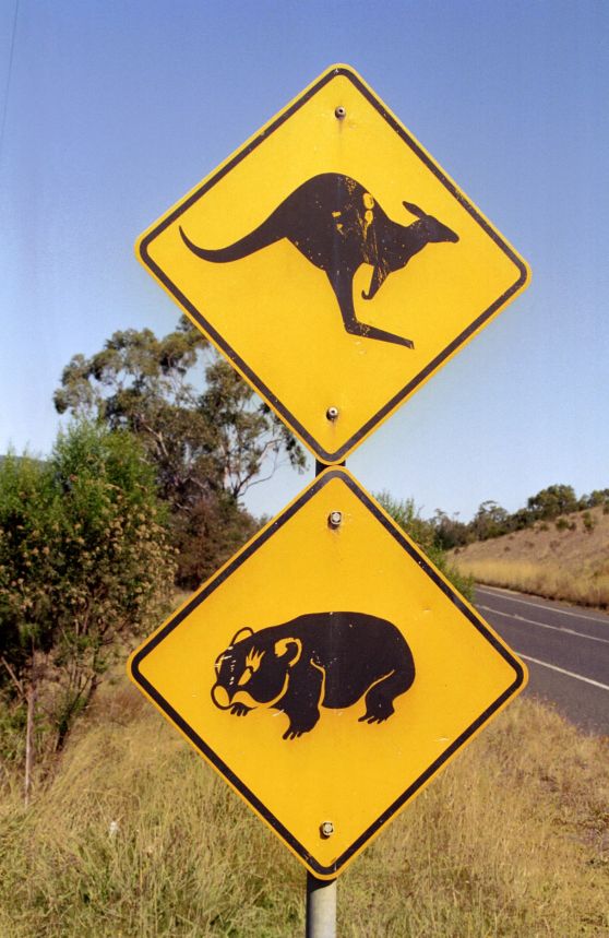 sign_kanguruh.jpg