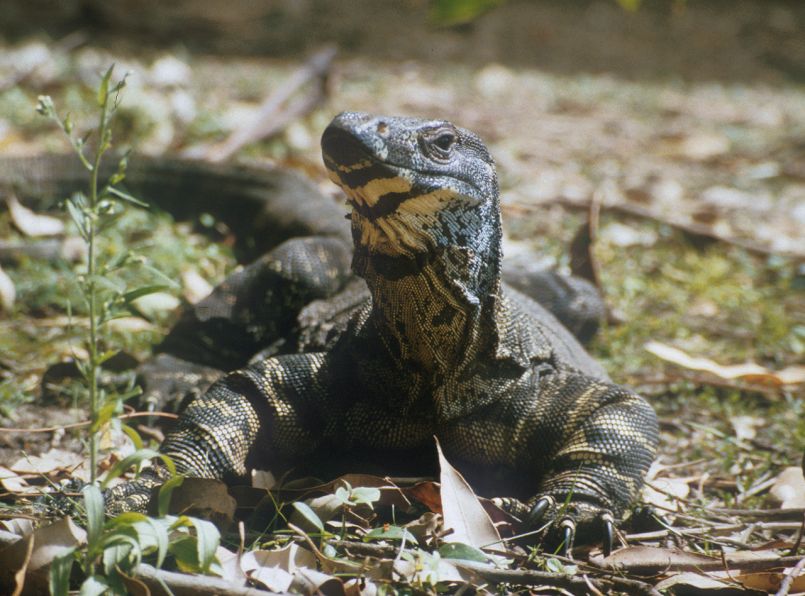 guana.jpg