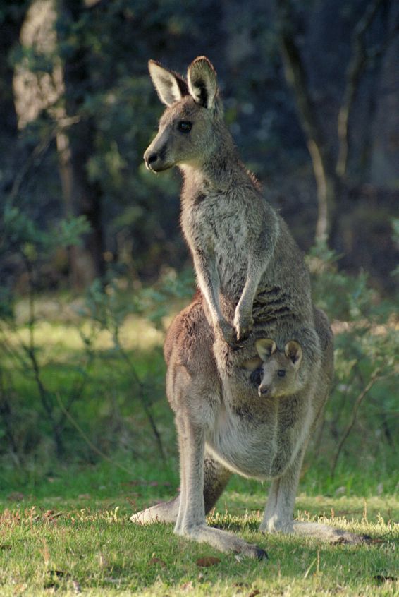 kanguruh3.jpg