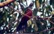 bird_rosella5.jpg