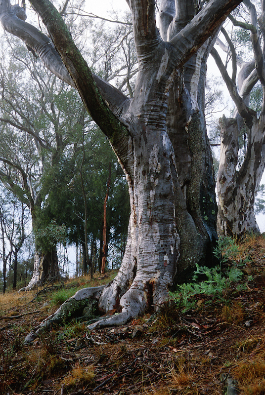 Scribbly Gum in the rain