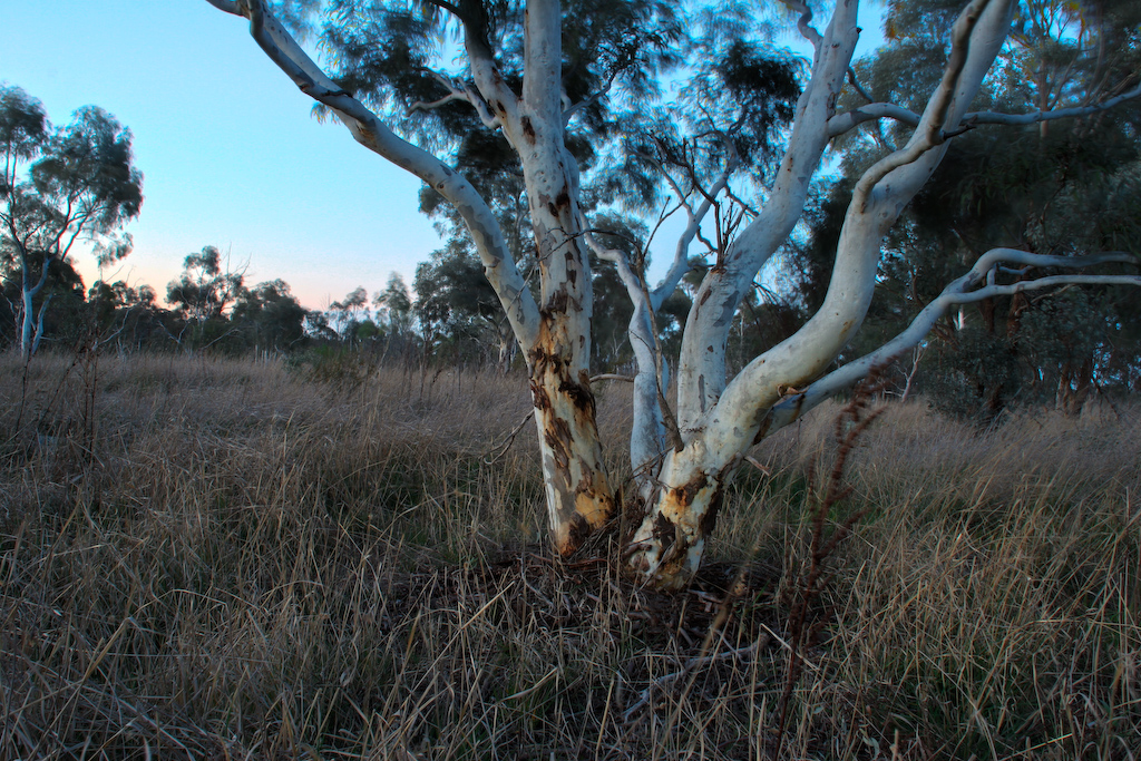 Tree on Bruce Ridge