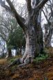 Scribbly Gum in the rain
