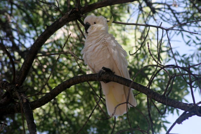 Fluffy Cockatoo
