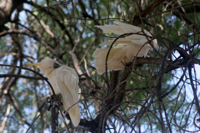 Feathers