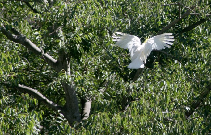 Cockatoo and leaves