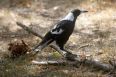 Magpie