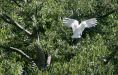 Cockatoo and leaves