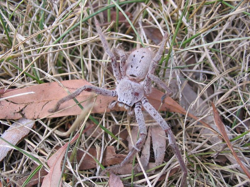 Huntsman1.jpg