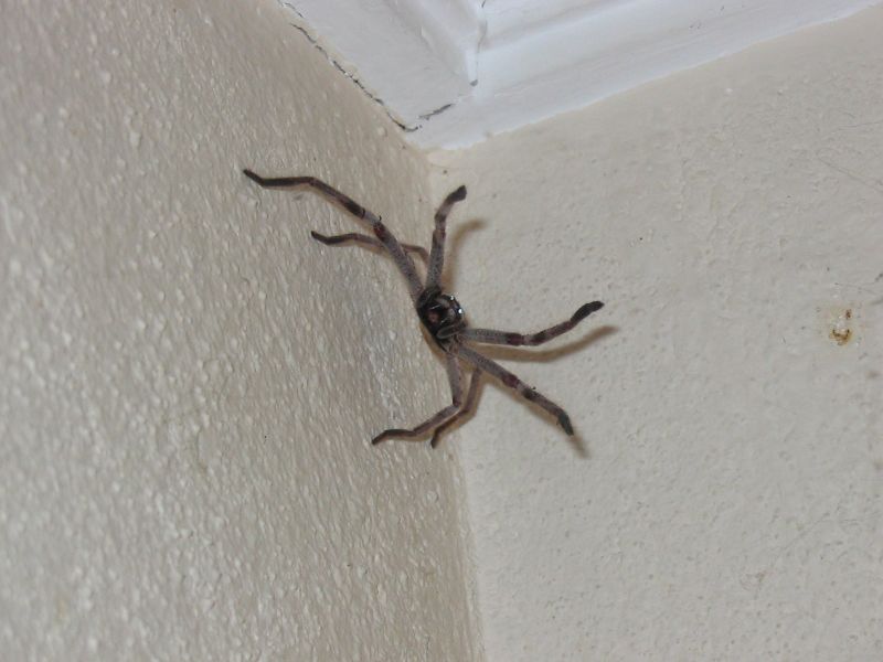 spider_attack.jpg
