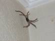 spider_attack.jpg