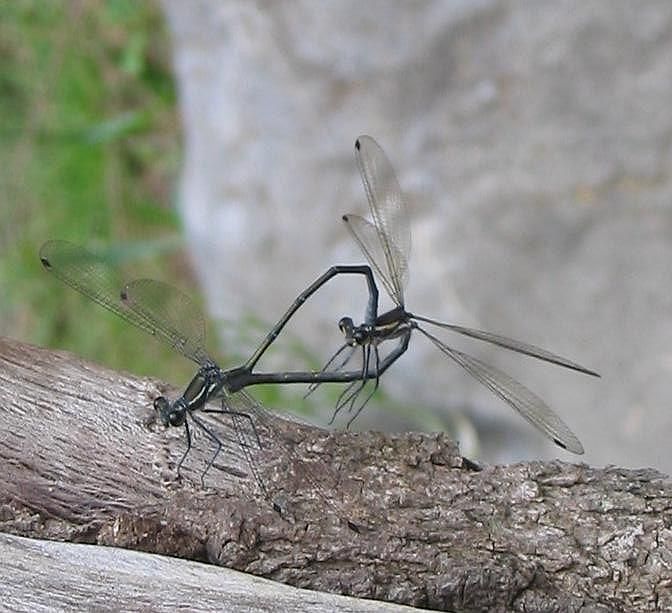 insect_love.jpg