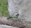 insect_love.jpg
