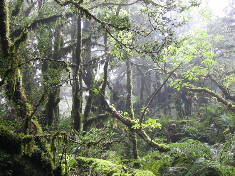 mystic_forest.jpg
