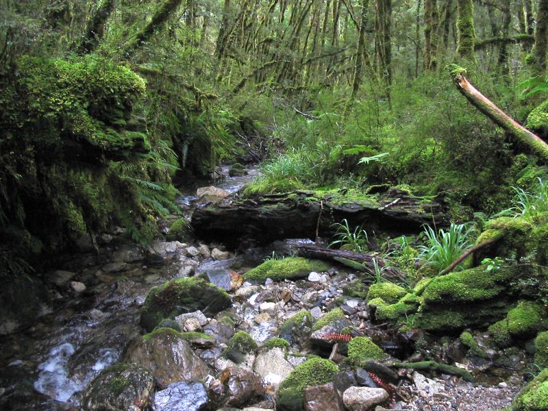 rainforest1.jpg
