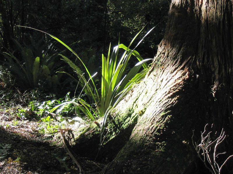 rainforest_grass.jpg