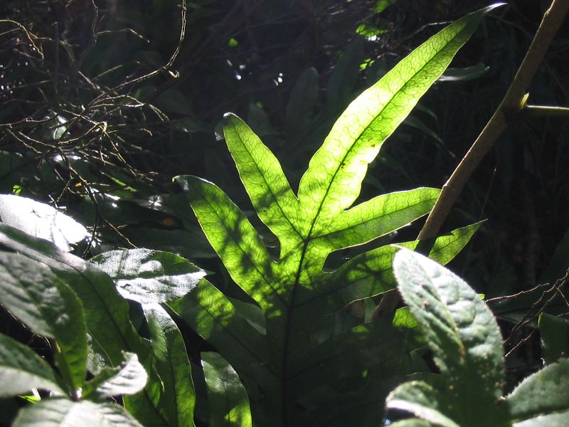 rainforest_leaf.jpg