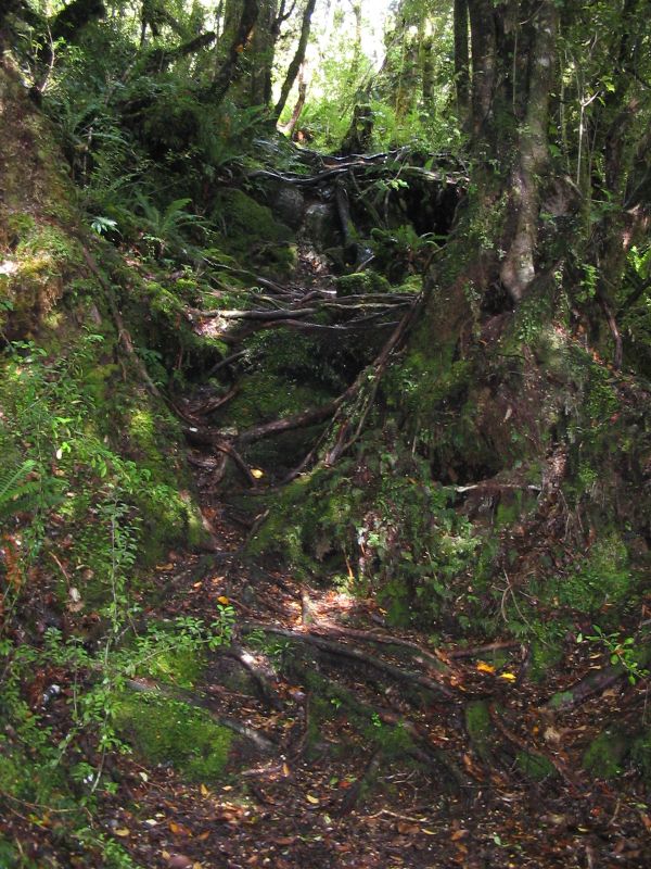 root_descent.jpg
