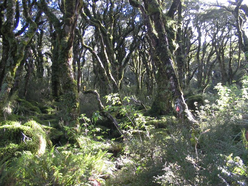 sunny_rainforest.jpg