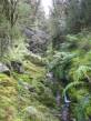 mossy_cascade1.jpg
