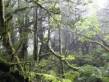 mystic_forest.jpg