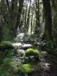 rainforest2.jpg