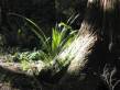 rainforest_grass.jpg