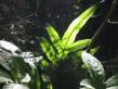 rainforest_leaf.jpg