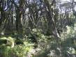 sunny_rainforest.jpg