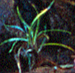 detail sharpened2