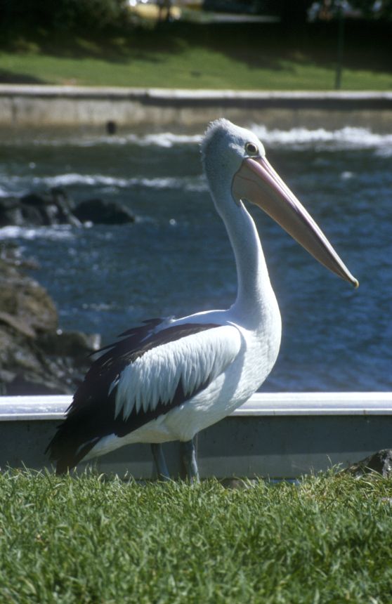 r04_Pelikan2.jpg