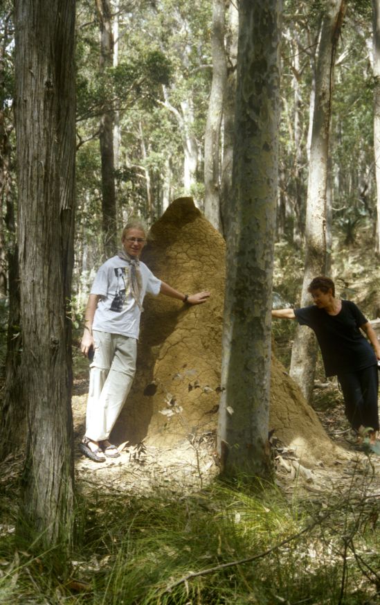 r04_termites2.jpg