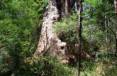 8A_Jarrah_s.jpg