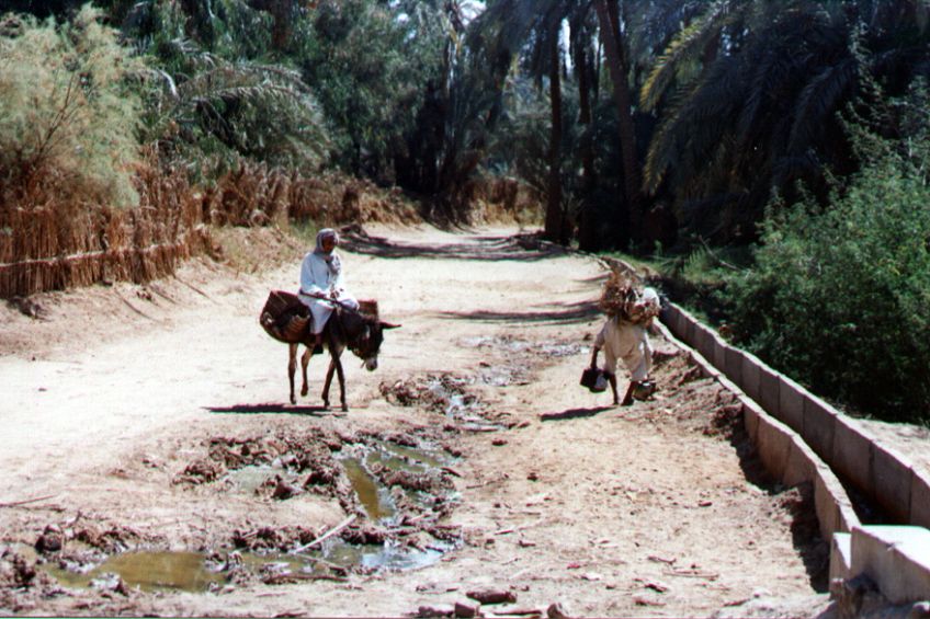34bacharia.jpg
