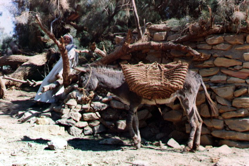 01bacharia.jpg