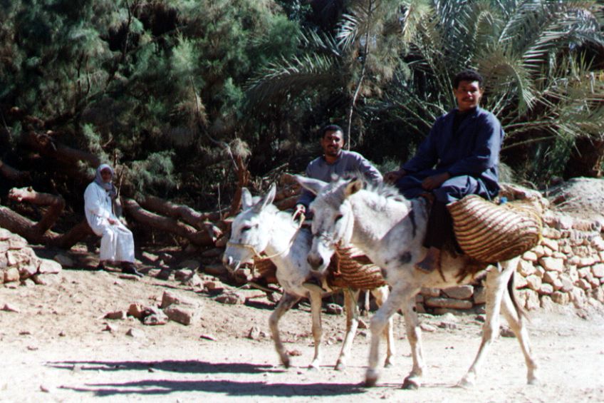 03bacharia.jpg