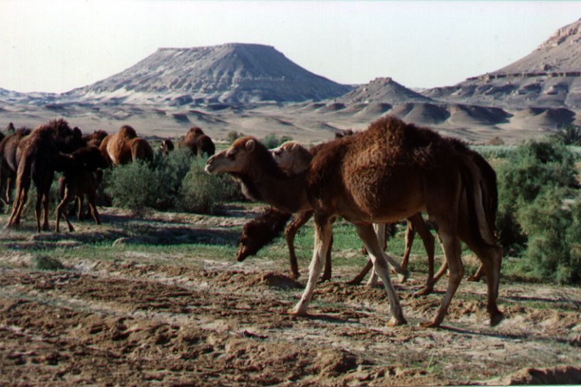 11bacharia.jpg